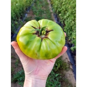 Tomato 'Absinthe' Seeds (Certified Organic)