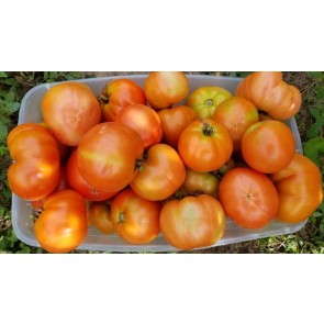 Tomato 'Mountain Princess' Seeds (Certified Organic)