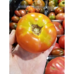Tomato 'Cannonball' Seeds (Certified Organic)