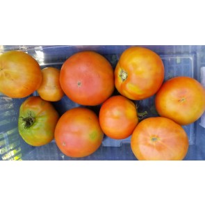 Tomato 'Cuostralee' Seeds (Certified Organic)