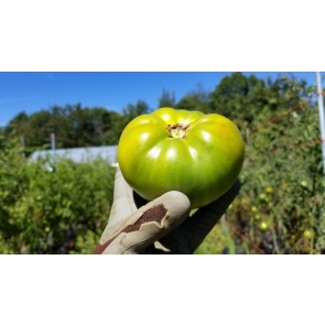 Tomato 'Cherokee Green'