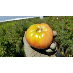Tomato 'Omar's Lebanese' Seeds (Certified Organic)