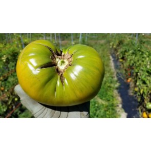 Tomato 'Aunt Ruby's German Green' 