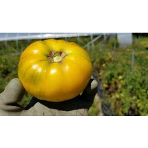 Tomato 'Pork Chop' Seeds (Certified Organic)
