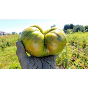 Tomato 'Berkely Tie-Dye'