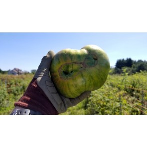 Tomato 'Berkeley Tie-Dye' Seeds (Certified Organic)