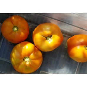 Tomato 'Italian Beefsteak' Seeds (Certified Organic)