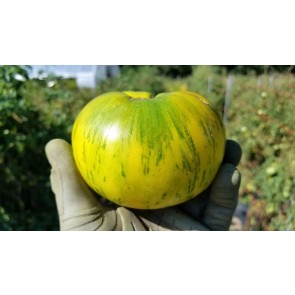 Tomato 'Pineapple Pig' 