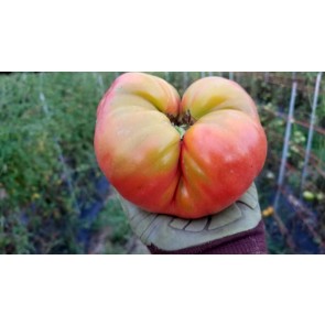 Tomato 'Marianna's Peace' Seeds (Certified Organic)