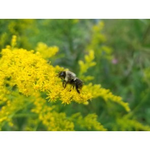 Goldenrod Seeds (Certified Organic)