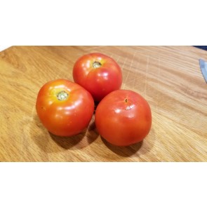 Tomato 'Beaverlodge Slicer' 