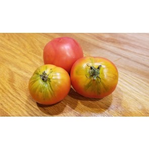 Tomato 'Variegated' AKA 'Splash of Cream'