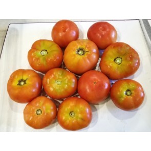 Tomato 'Cannonball'