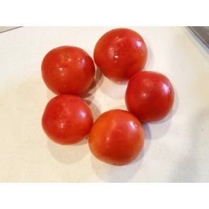 Tomato 'Moneymaker'