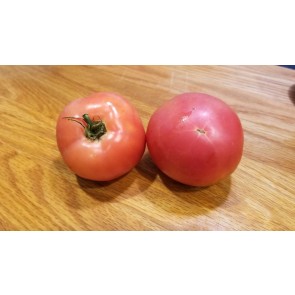 Tomato 'Purple Perfect' Plant (4