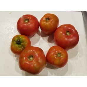 Tomato 'Moskvich' Seeds (Certified Organic)