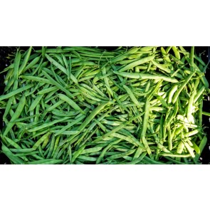 Pole Bean 'Katie's Mixed Snaps' Seeds (Certified Organic)