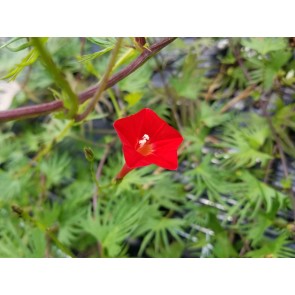 Red Cardinal Climber Morning Glory Seeds (Certified Organic)