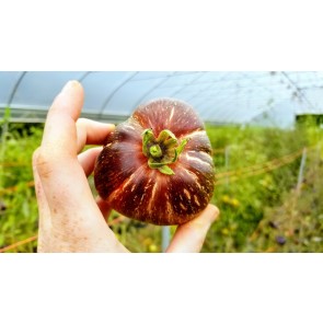 Tomato 'Dark Galaxy' Seeds (Certified Organic)