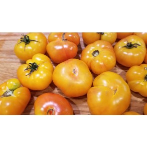 Tomato 'Rumi Banjan'