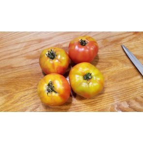 Tomato 'Peron Sprayless' AKA 'Piovano' Seeds (Certified Organic)