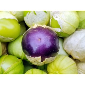 Tomatillo 'Purple'