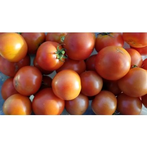 Tomato 'New Yorker' Seeds (Certified Organic)