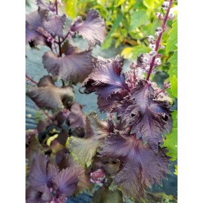 Purple-Red Shiso Seeds (Certified Organic)