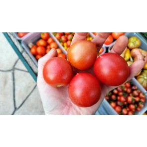 Tomato 'Jolly F2' Seeds (Certified Organic)