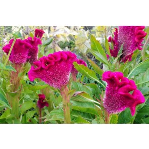 Hot Pink Cockscomb Seeds (Certified Organic)