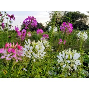 Spider Flower Mix