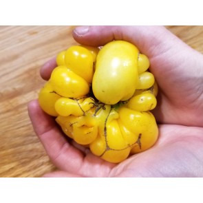 Tomato 'Yellow Reisetomate' Seeds (Certified Organic)