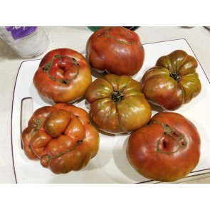 Tomato 'Purple Sicilian Saucer'