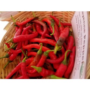Hot Pepper ‘Long Red Cayenne’