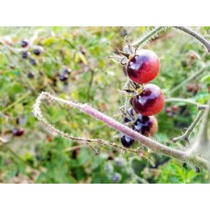 Tomato 'Indigo Blue Berries' Plant (4