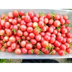 Tomato 'Pink Grape' 