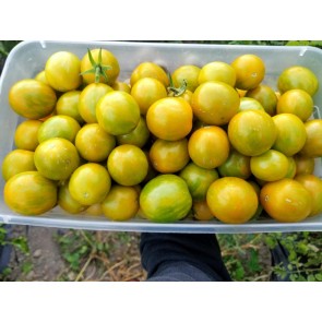 Tomato 'Green Zebra Cherry' Seeds (Certified Organic)