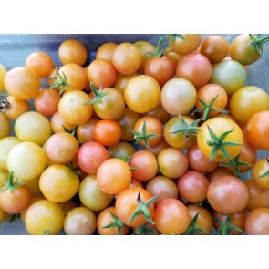 Tomato 'Gajo de Melon' Plant (4" Pot, single)