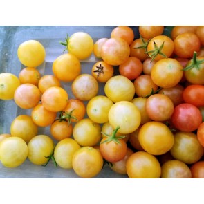 Tomato 'Gajo de Melon' (more pink strain) Seeds (Certified Organic)