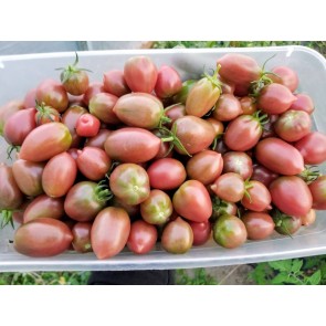 Tomato 'Chocolate Molar Cherry' Seeds (Certified Organic)