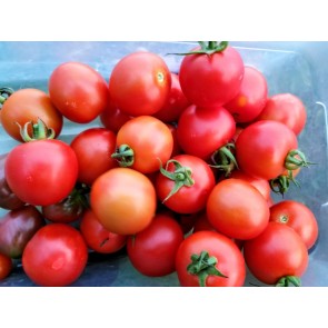 Tomato 'Amy's Sugar Gem' 