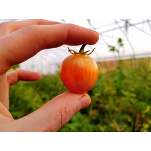 Tomato 'Sunrise Bumblebee' Seeds (Certified Organic)