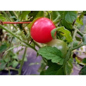 Tomato 'Small Pink Cherry RD' Seeds (Certified Organic)
