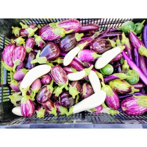 Eggplant ‘Casper’ Seeds (Certified Organic)