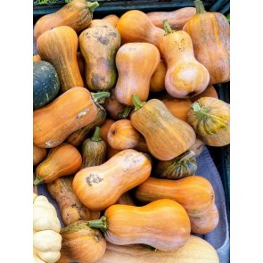 Butternut Squash 'Honeynut' 