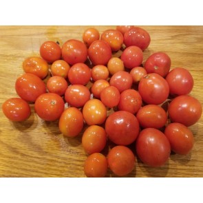 Tomato 'Apollo' 