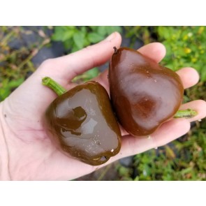 Hot Pepper ‘Chilhuacle Negro' Seeds (Certified Organic)
