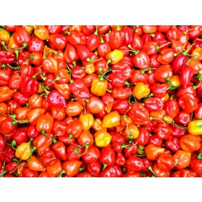 Hot Pepper ‘Red Savina Habanero’ 
