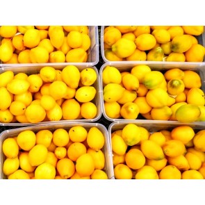 Tomato 'Plum Lemon' 