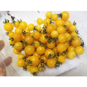 Tomato 'Burgess Lemon'